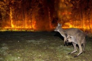 The Australian Inferno– The Forecast is Grim